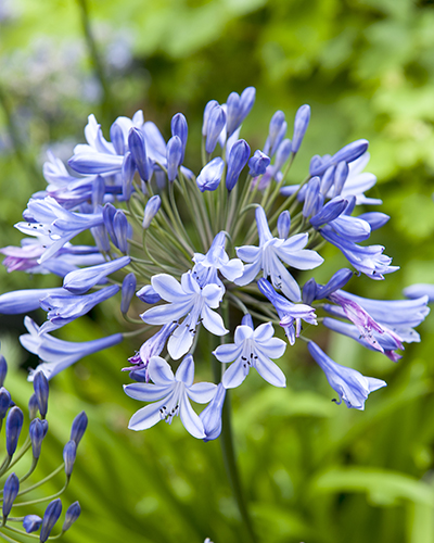 AGAPANTHUS BLUE GIANT - 25 ks